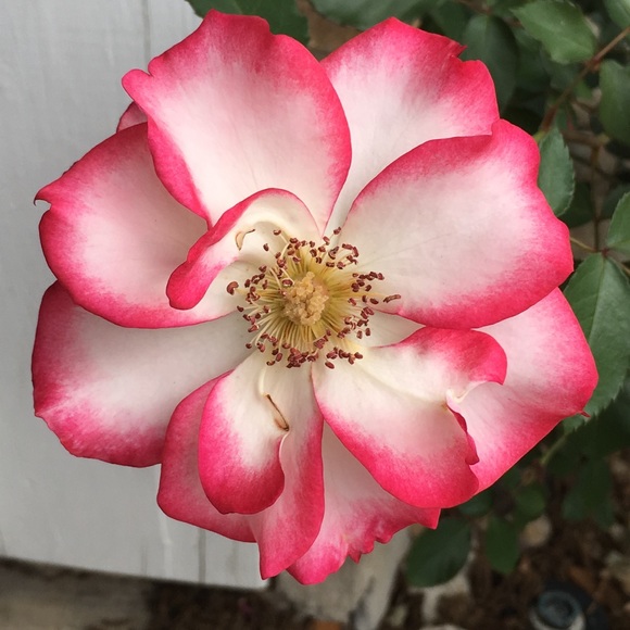 Meet your Posher, Jennifer - Picture 1 of 1